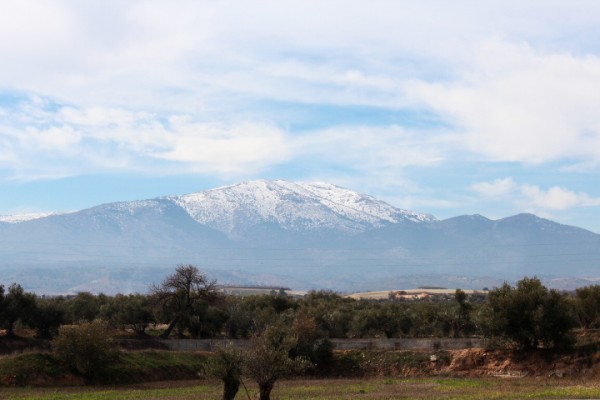 olivas montaña